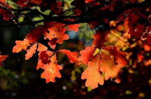 Fall Leaves