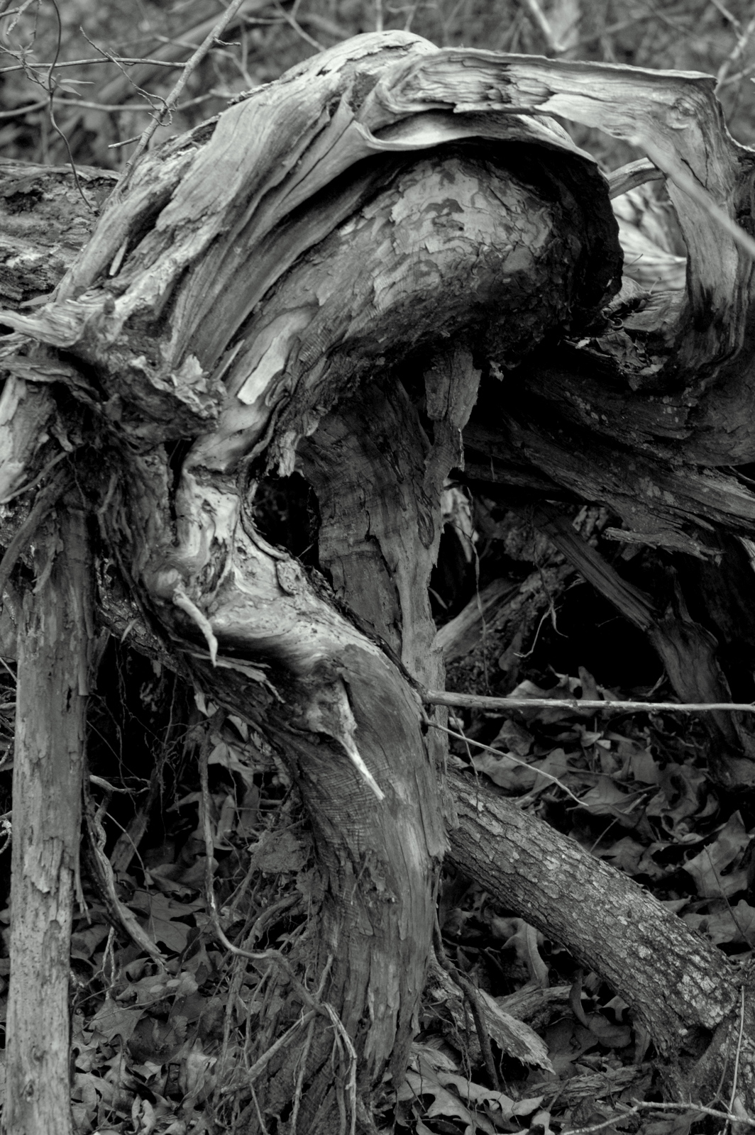 Roots.jpg